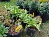 5 Hosta Plants