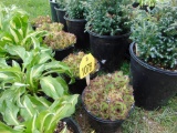 5 Hens & Chick Plants