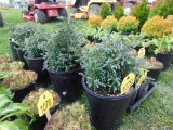 5 Bulavard Cypress