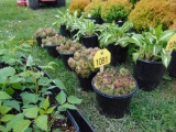 5 Hens & Chick Plants