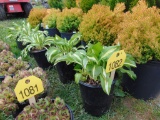 5 Hosta Plants