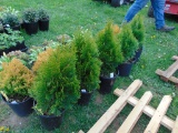 5 Emerald Green Arberviteas