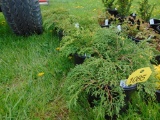 5 Siberian Cypress