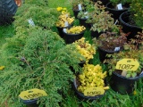 5 Creeping Jenny's