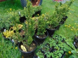 5 Yews