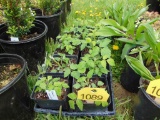 10 Black Raspberries