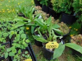 5 White Lily of the Valley