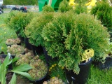 5 Green Globe Arbervitea