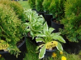 5 Hosta