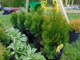 5 Emerald Green Arbervitea