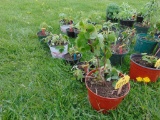 6 Red Raspberry Plantes