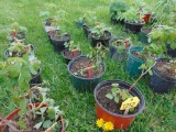 6 Red Raspberry Plantes