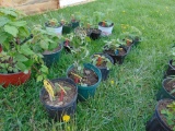 6 Red Raspberry Plantes