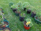 5 Assorted Plants