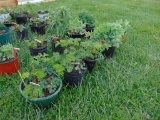 6 Asorted Plants