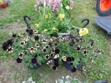 2 Hanging Baskets
