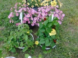 2 Hanging Baskets