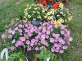 2 Hanging Baskets