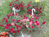 2 Hanging Baskets