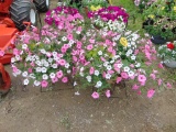 2 Hanging Baskets