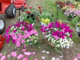 2 Hanging Baskets