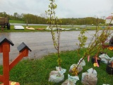 Apricot Tree