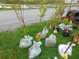 Apricot Tree