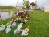 Apricot Tree