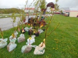 Apricot Tree