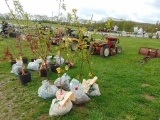 Apricot Tree