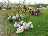 Apricot Tree