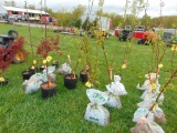 Plum Tree