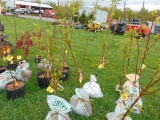Plum Tree