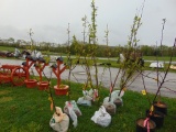 Plum Tree