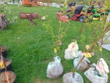 Plum Tree