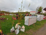 Plum Tree