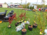 Apple Tree