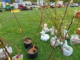 Apple Tree