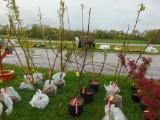 Apple Tree