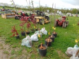 Apple Tree