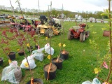 Apple Tree