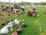 Apple Tree