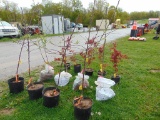 Apple Tree