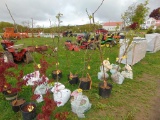 Pear Tree