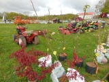 Pear Tree