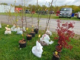 Pear Tree