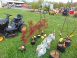 Pear Tree