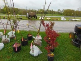 Pear Tree
