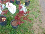 Japanese Maple Tree
