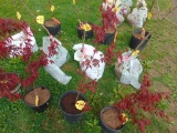 Japanese Maple Tree